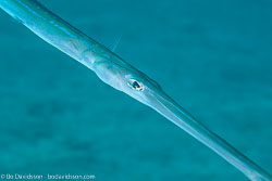 BD-121128-Aqaba-7416-Fistularia-commersonii.-Rüppell.-1838-[Bluespotted-cornetfish].jpg